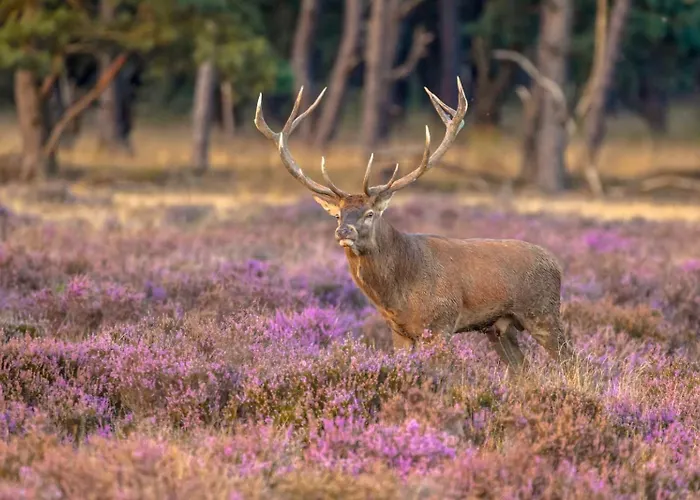 Schaufeli Bed & Breakfast 4*