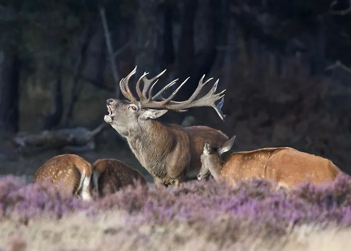 Schaufeli Bed & Breakfast 4*